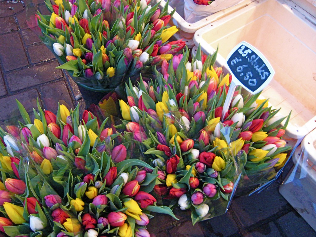 Multi Colored Tulips