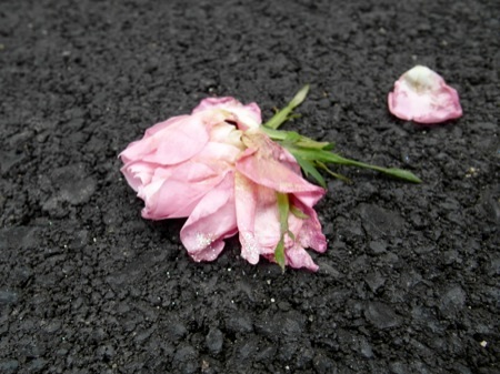 Rose On Asphalt