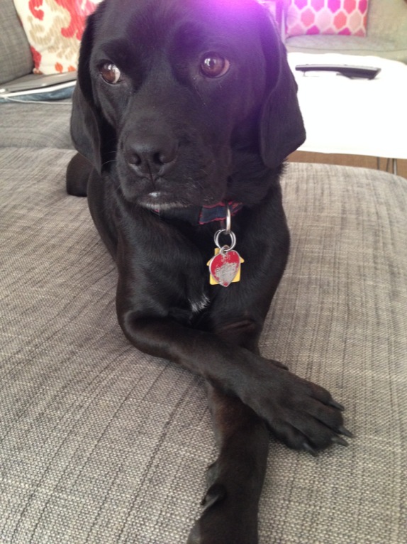 I don't know when this started, but Claude now always lounges with his paws crossed