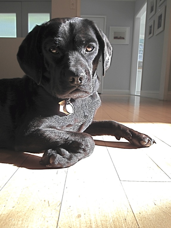 Perfect ;oght one morning provided just the excuse I needed for a doggie portrait session...